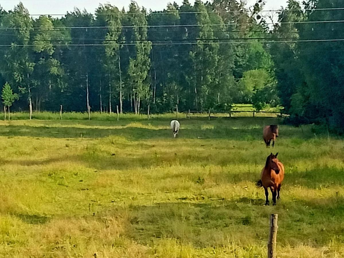 Sosnowa Polana Białowieża エクステリア 写真